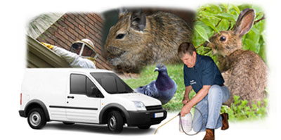 Walthamstow local van